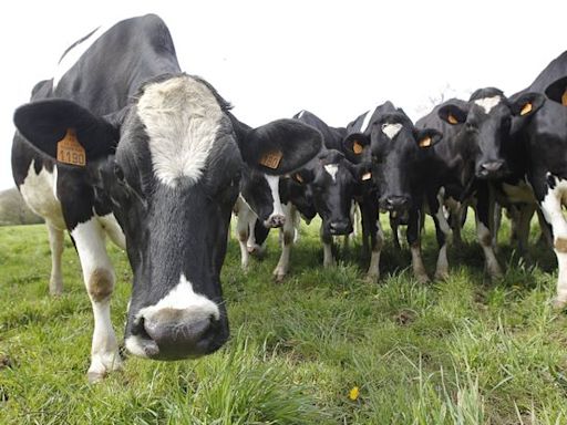 « L’Amour est dans le pré » : Un ancien candidat condamné pour maltraitance animale