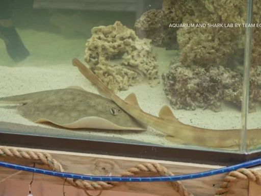 NC stingray no longer pregnant, aquarium says