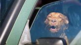 This heat wave making Missouri miserable is a matter of life and death for our pets | Opinion