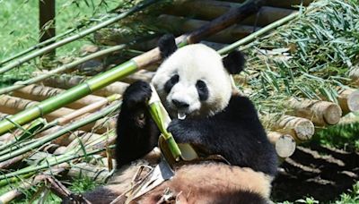 Two giant pandas are the new stars at Madrid zoo - RTHK
