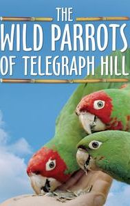 The Wild Parrots of Telegraph Hill