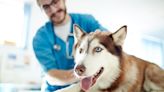 Cancer Treatment in Dogs Can Include Chemotherapy, Surgery, and Radiation Therapy