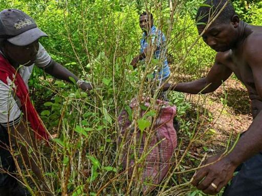 Por qué hay sobreoferta de coca en América Latina (y las repercusiones de esto en la región) | Teletica