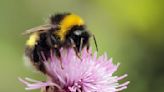 Bee Team: Bumblebees Can Cooperate To Push LEGO Bricks, According to Science