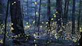 Hoping to see a magical firefly spectacle of light? You'll have to join a lottery just to attend