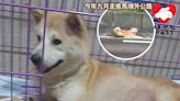 救一命等如救七命 曾徘徊吐露港公路秋田犬 日前誕下六狗Ｂ