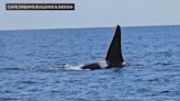 Video shows rare orca sighting off the coast of Massachusetts