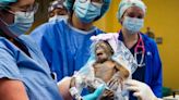 Critically Endangered Orangutan Baby Born via C-Section at Busch Gardens in Florida