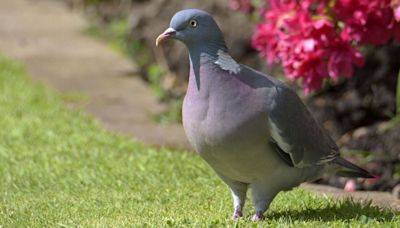 Stop pigeons landing in gardens for good with 3 plants experts claim they hate