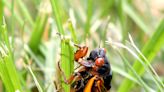 Will Mississippi see a cicada invasion in 2024? | Curious Mississippi answers