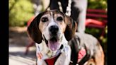 Senior dog in NC shelter for 300 days ‘lost his zest for life.’ Then came good news