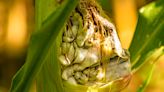 Comer huitlacoche tiene beneficios