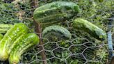 The most common cause of curved cucumbers
