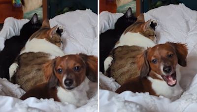 Mini dachshund raised by cats doesn't have single dog "bone in her body"