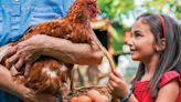Wayzata Council approves chicken keeping ordinance