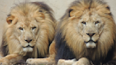 Greenville Zoo euthanizes remaining African Lion 2 months after sibling's death, city says
