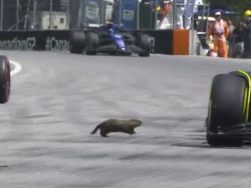 Canadian Grand Prix’s biggest crowd pleasers are ... groundhogs?