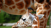 Abilene Zoo Asks People to Vote on Their Favorite Name for Brand New Baby Giraffe