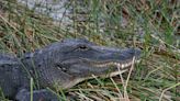 Detienen a un joven que se grabó dentro del estanque de los caimanes de un zoo de Florida