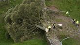 Hopes the Sycamore Gap tree will live on as cuttings show signs of viability