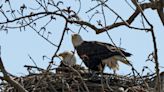 Two bald eagles are back along the Scioto River in Columbus, with chicks — and visitors