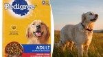 Pedigree dog food recalled because it may contain metal pieces: FDA