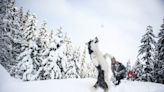 Daily Paws Winter 2023 Bucket List: 10 Things To Do With Your Dog This Season