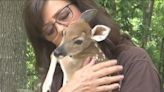 WATCH: Pregnant deer gives birth on impact from car; twin fawns survive