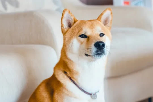 The Best Japanese Dog Names for Your Pet