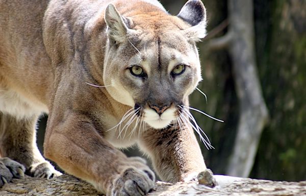 Mountain lion warning issued in California city