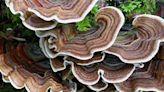 The Best Turkey Tail Mushroom Supplements