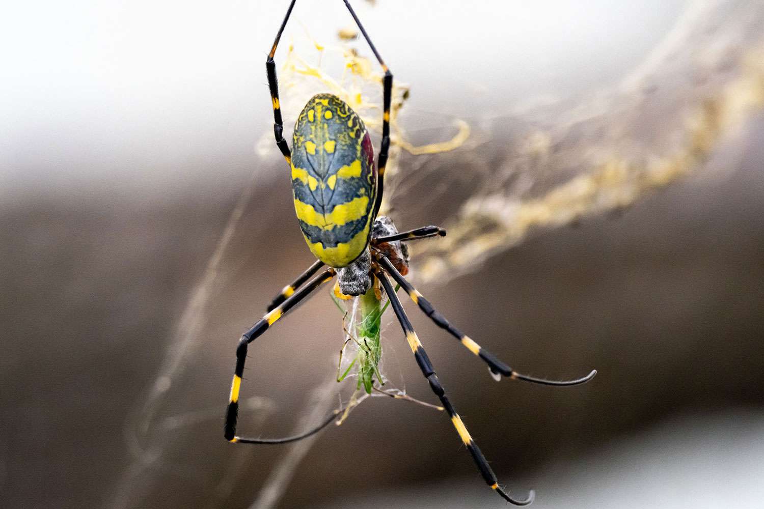 Venomous Flying Spiders May Soon Invade the East Coast, Experts Say