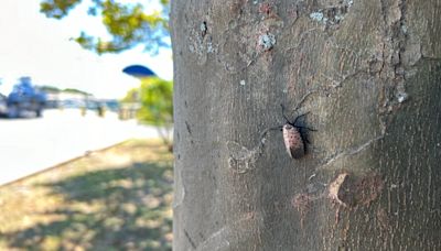 ‘They are going to get into your lives': Spotted lanternfly gains foothold in CT