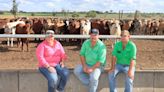 Sorghum finds a friend at CQ feedlot - Grain Central