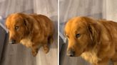 Golden retriever's side-eye at crying newborn has everyone in stitches