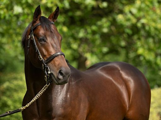 Foals from first crop of international megastars Flightline and Baaeed among stunning selection at JRHA Select Sale