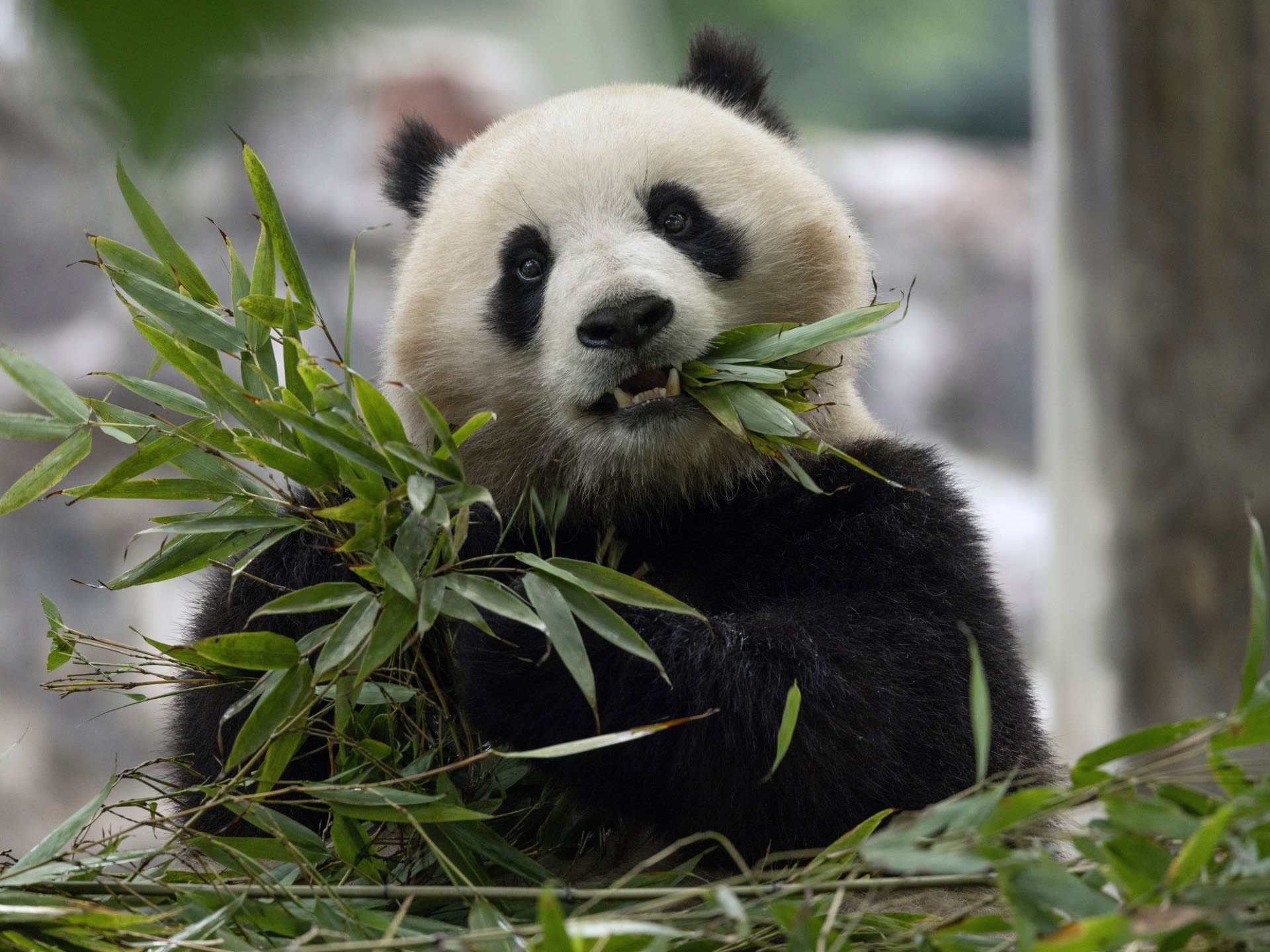 China to send two giant pandas to Washington, DC, zoo