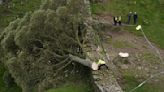 Sycamore Gap: Man pleads not guilty to cutting down tree