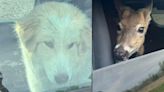 Animal companions found roaming Tipton