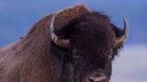 83-Year-Old Gored by Bison At Yellowstone National Park