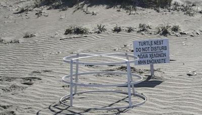 Sea turtles make big comeback on sandy beaches at 2 British military bases in Cyprus