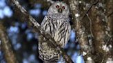 Wildlife officials plan to kill hundreds of thousands of barred owls to save spotted owls