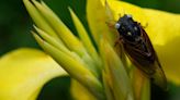 Rare blue-eyed cicada spotted during 2024 emergence at suburban Chicago arboretum