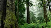 Old-growth forest hinges on mapping