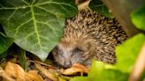 How gardeners can boost wildlife and help threatened species