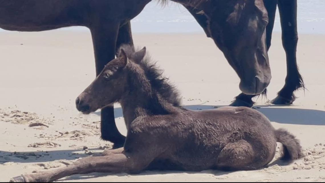 Outer Banks welcomes another wild horse foal