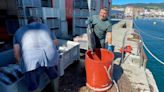 El primer bonito del norte pescado por un pesquero de Bermeo se subasta en Avilés a un precio de 339 euros el kilo