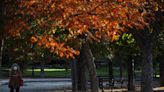 Mini bosques urbanos, una iniciativa para crear pasillos verdes biodiversos