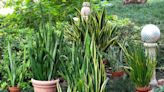 Diverse range of sansevieria plants offer something for everyone. Here’s what to know