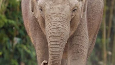 Third elephant at Dublin Zoo tests positive for deadly virus